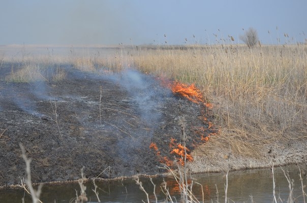 За поджог камыша оштрафованы 14 глав поселений в Астраханской области