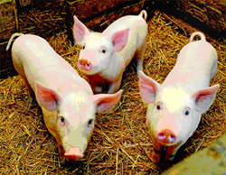 КРАСНОДАРСКОМУ ХРЮНДЕЛЮ ЗАКРЫТ ВЪЕЗД В АСТРАХАНЬ.