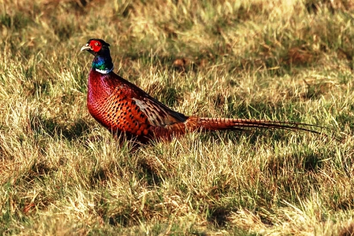 С понедельника в Астраханской области начнут выдавать разрешения на охоту на полевую дичь и пушных