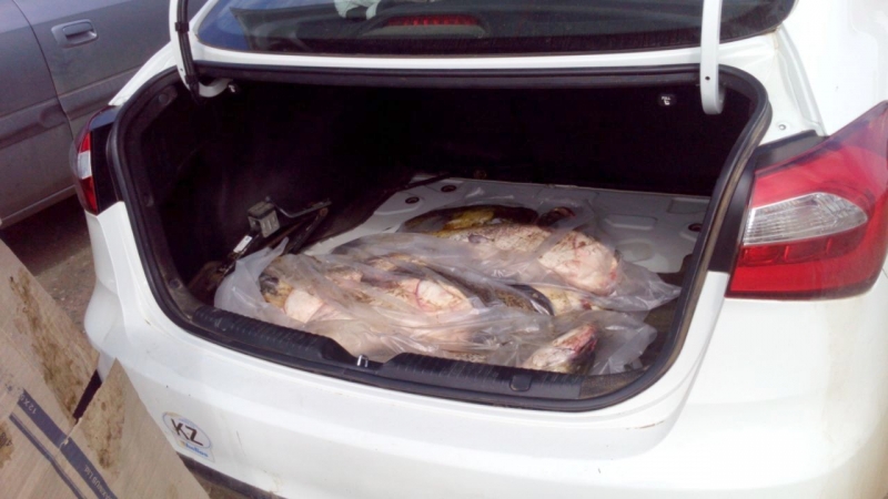 В Астраханской области полиция изъяла у иностранной автоледи более 100 килограмм рыбы без документов