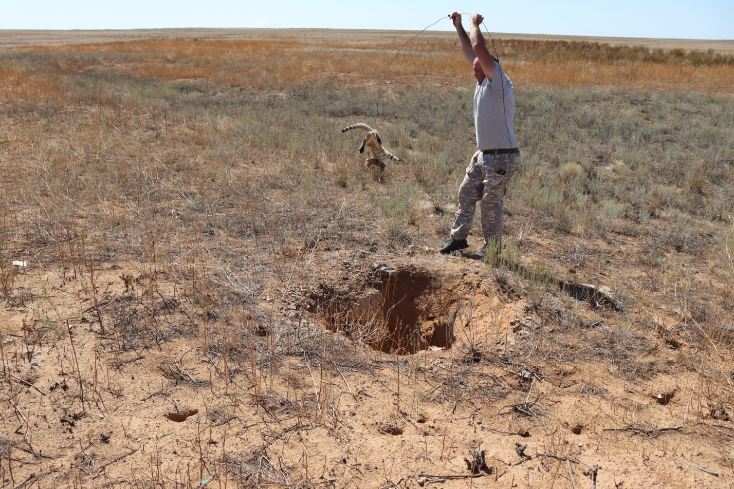 В астраханском заказнике из колодца спасли степного котёнка