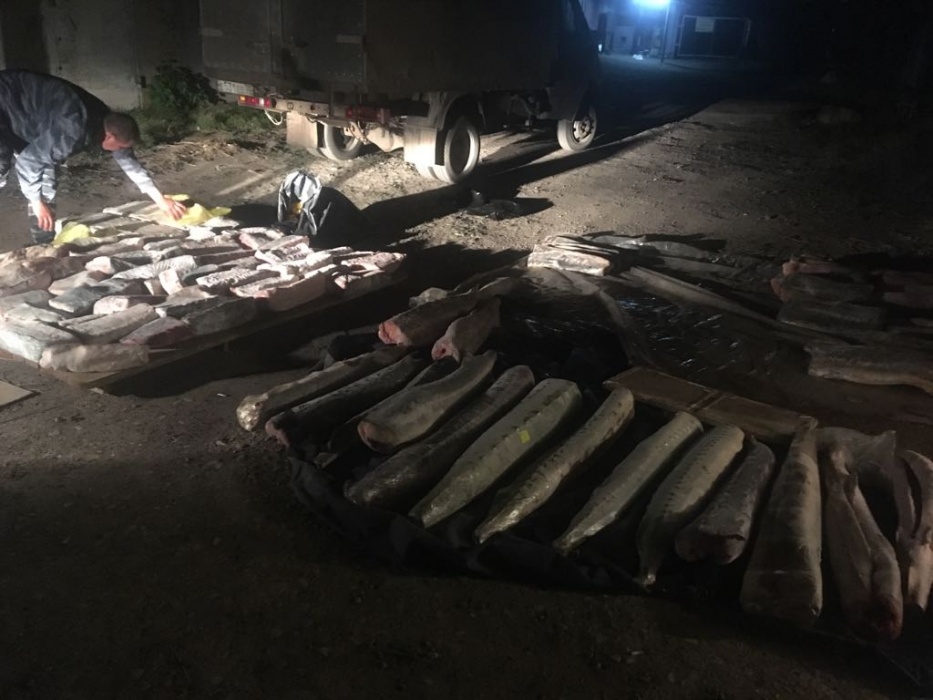 Три астраханца незаконно продавали тонну осетра