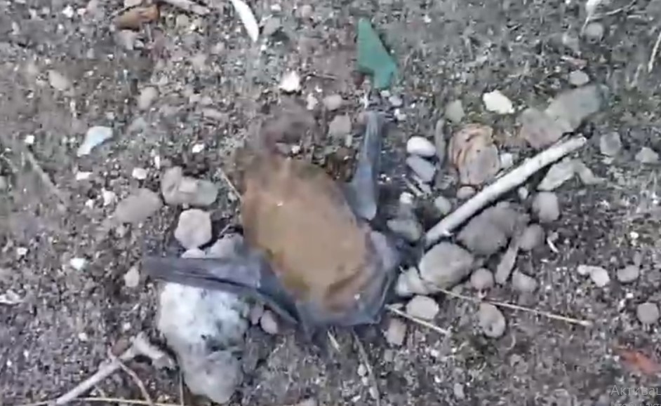 В Астрахани земля усыпана скопищем полумертвых летучих мышей: видео
