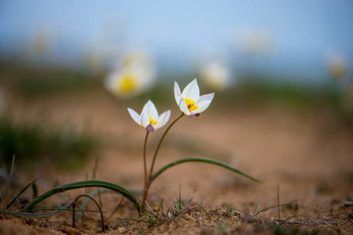 Записки астраханского натуралиста. Двуцветковые тюльпаны – первоцветы пустыни