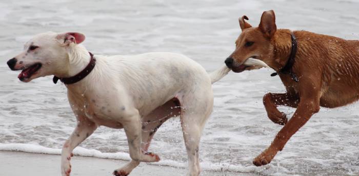 Астраханские муниципалитеты получат дополнительно 37 миллионов на отлов собак