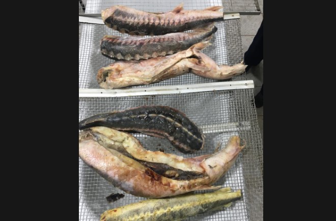 Задержаны продавцы рыбы на Селенских Исадах в Астрахани 