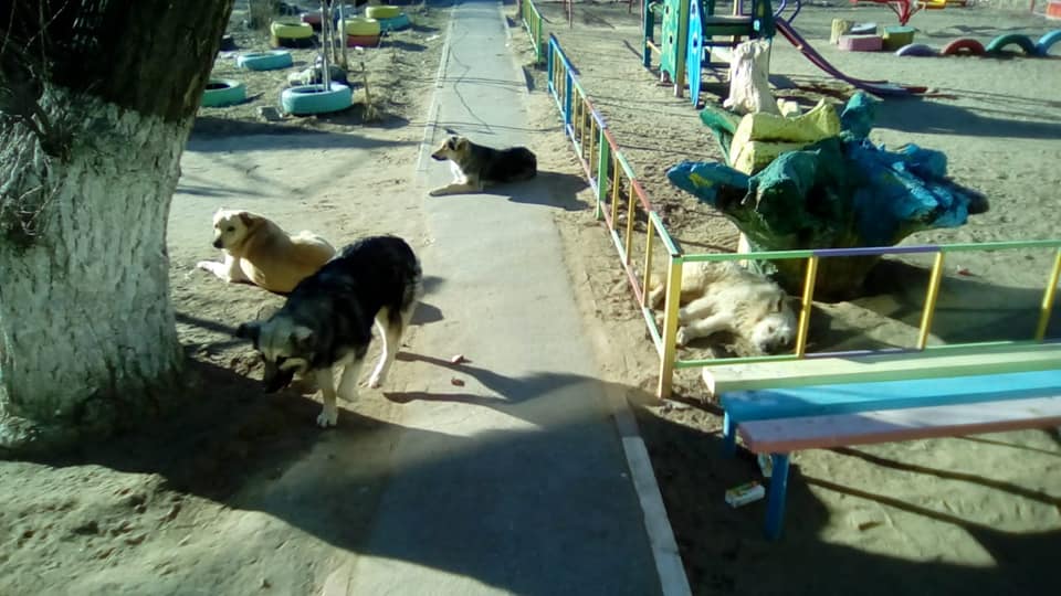 На детской площадке, где собака искусала ребёнка, сфотографировали свору бездомных псов