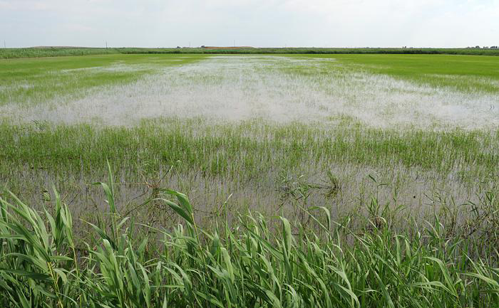 В Астраханской области надеются возродить все заброшенные когда-то рисовые чеки