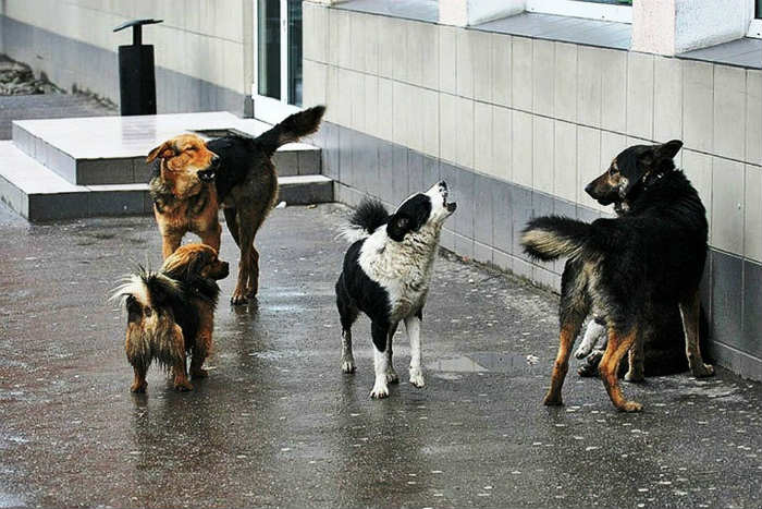 В Астрахани свора собак набросилась на маленького ребенка и покусала его