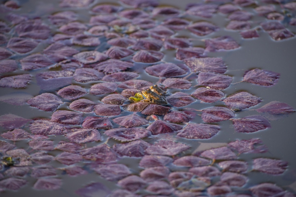 Чилим, или рогульник