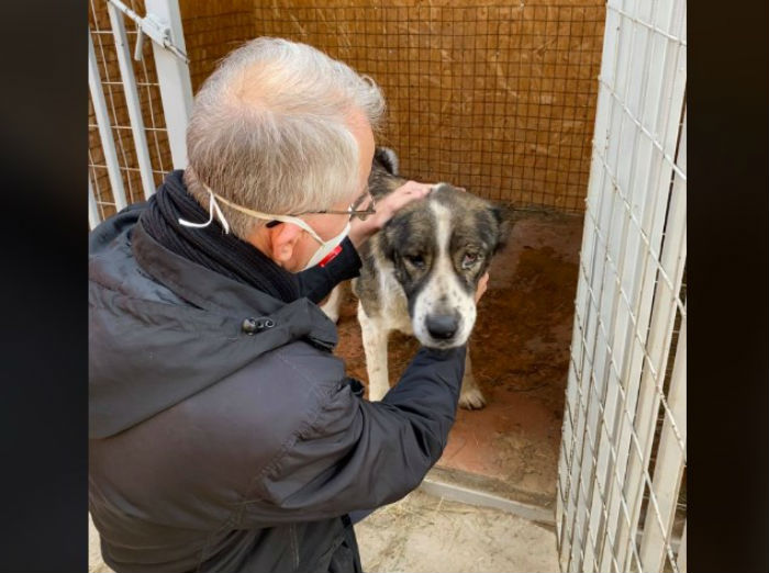 Олег Шеин высказался о том, как можно решить проблему бродячих собак
