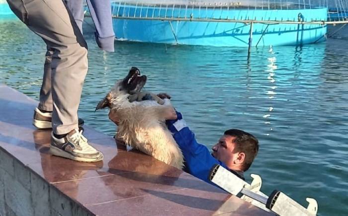 В бассейне Астраханского театра оперы и балета чуть не утонула собака