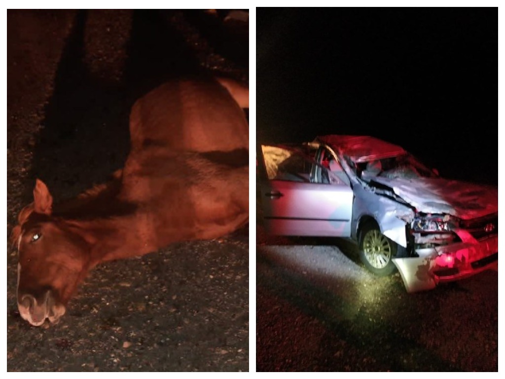 Авария с лошадьми на астраханской трассе закончилась тремя смертями