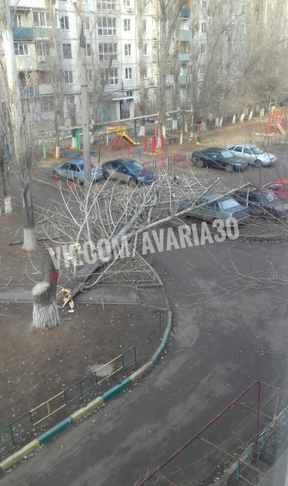 В Астрахани на машины упало размашистое дерево