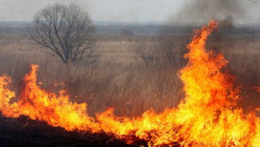 В астраханских лесах объявлен пожароопасный сезон