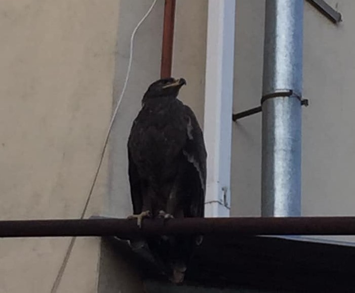 К Олегу Шеину прилетел орел и сидит