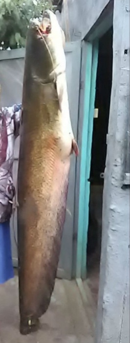 Под Астраханью продолжают ловиться гигантские рыбы