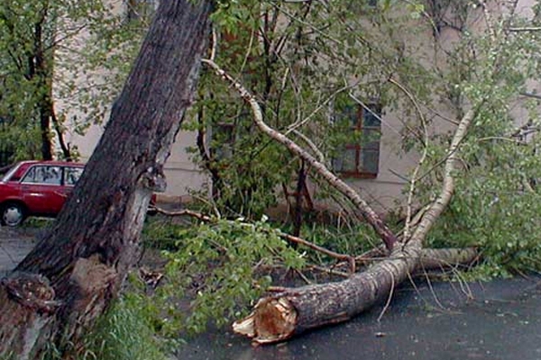 В Астрахани за дерево, упавшее на 9-летнего мальчика, накажут чиновника