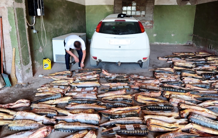 Два астраханца собирались нажиться на 279 тушах осетровых пород