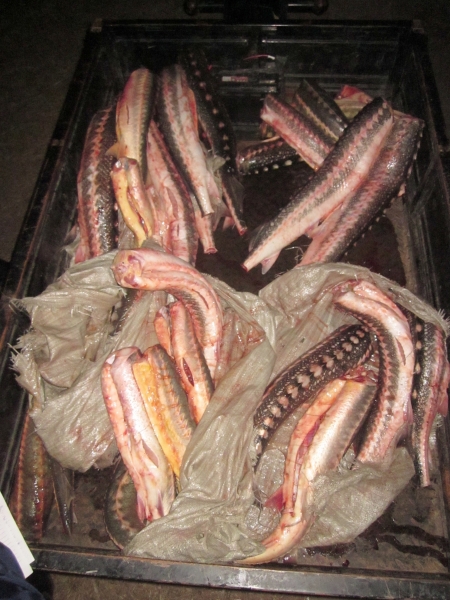  Астраханец купил у браконьеров 140 килограмм осетра и севрюги