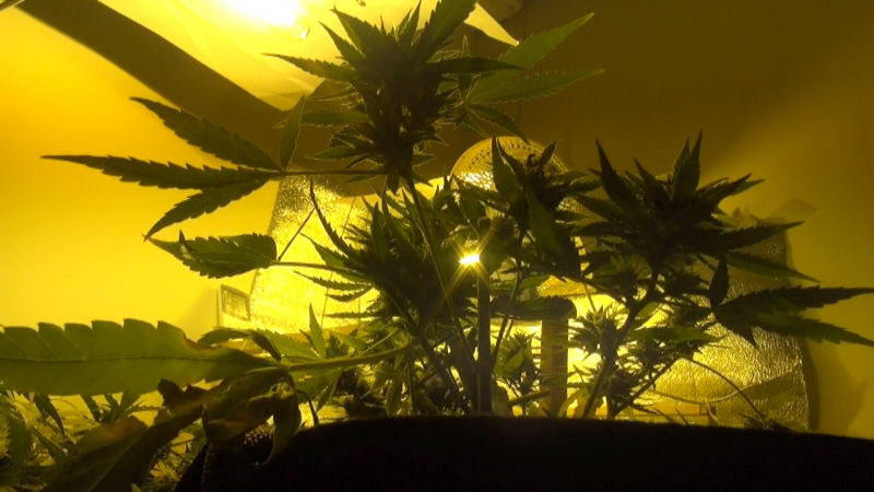 Астраханец создал в квартире нарколабораторию: видео