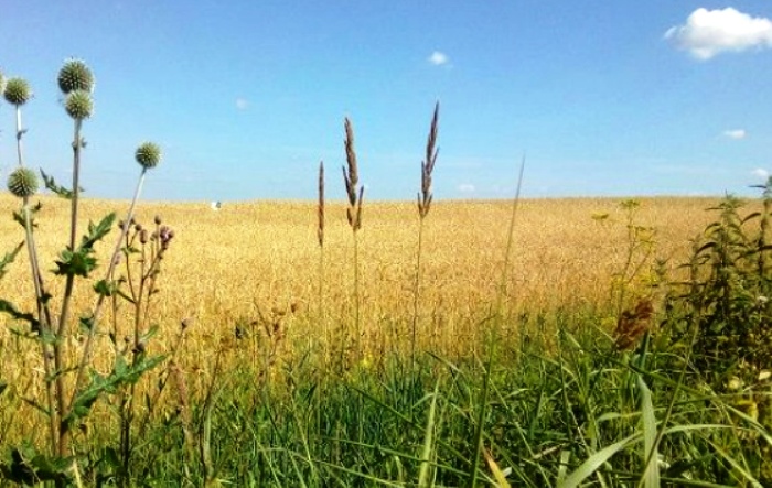 На севере Астраханской области обнаружили более 8 000 га брошенных земель