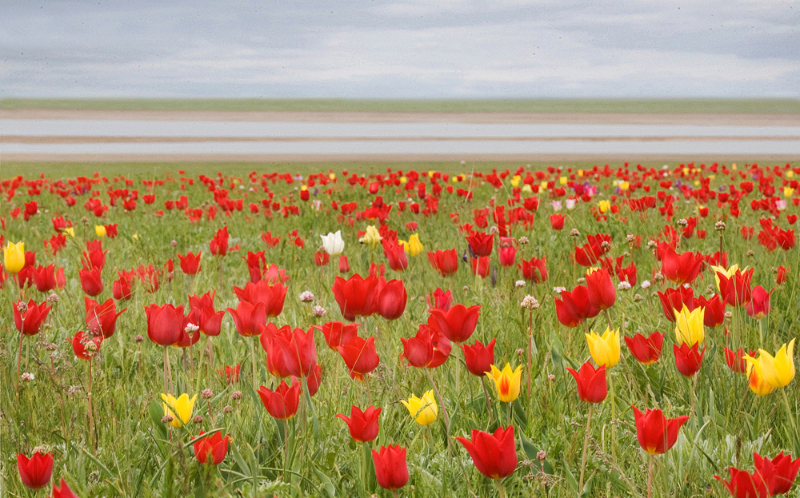 В Астраханской области пройдет фестиваль тюльпанов 