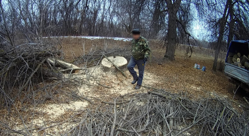 В Астраханской области срубили деревьев на 4 миллиона 