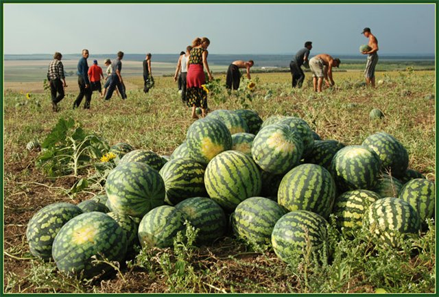 С астраханских полей собрали 941 тонну раннего арбуза