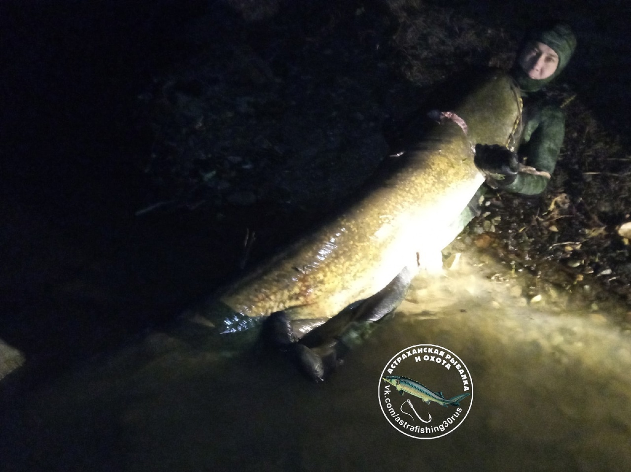 В Астраханской области поймали трофейного сома