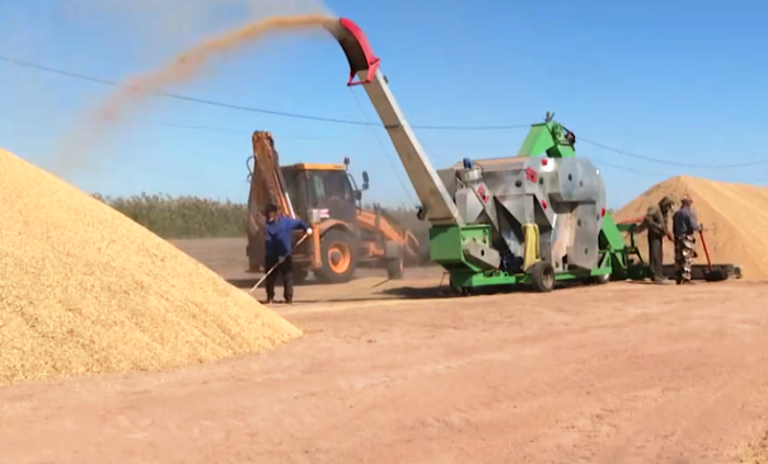 Астраханские аграрии в 2025 году отправили в Беларусь 400 тонн риса