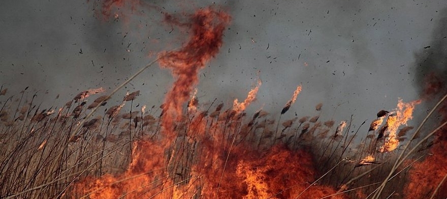 В Астрахани трава и камыш горели на площади в 110 кв.м