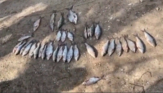 В Астрахани задержали ещё одного браконьера: видео