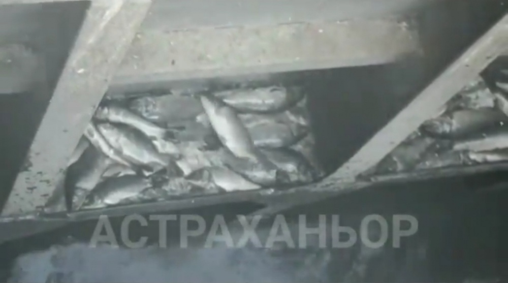 Это просто ужас. Блогеры обнаружили в Астраханской области кладбище рыбы 