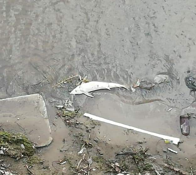 Никогда не видел такого кошмара. Астраханец показал десятки мертвых рыб на набережной