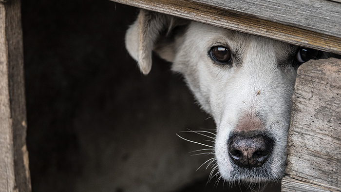 Астраханским школьникам предложат делать будки для собачьего приюта на уроках труда