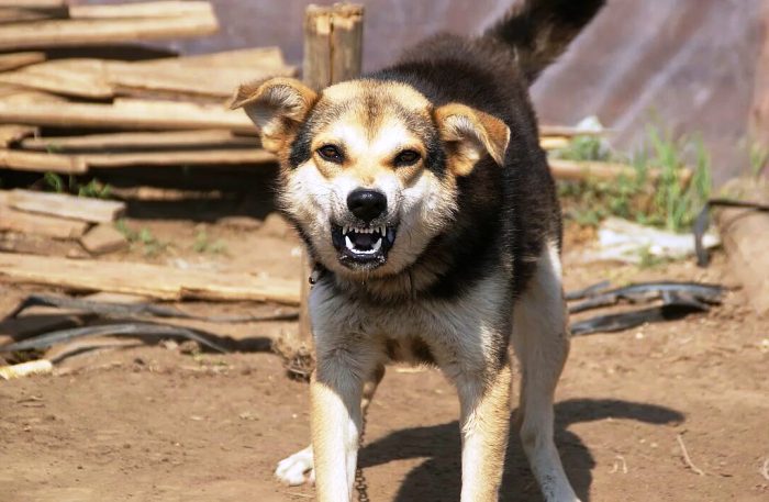 Глава Следкома России вновь поднял тему бродячих собак в Астрахани и потребовал ускорить расследование