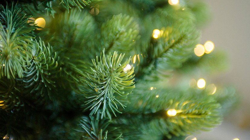 В Астрахани ёлку продают за баснословную сумму