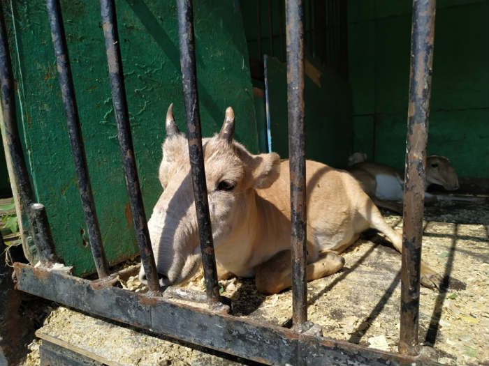 В передвижной «тюрьме на колесах» умирают краснокнижные сайгаки?  