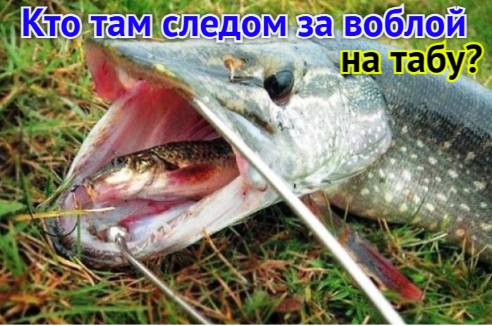 Во, бла, прищучили! Астраханская область прирастает запретами на рыбную ловлю