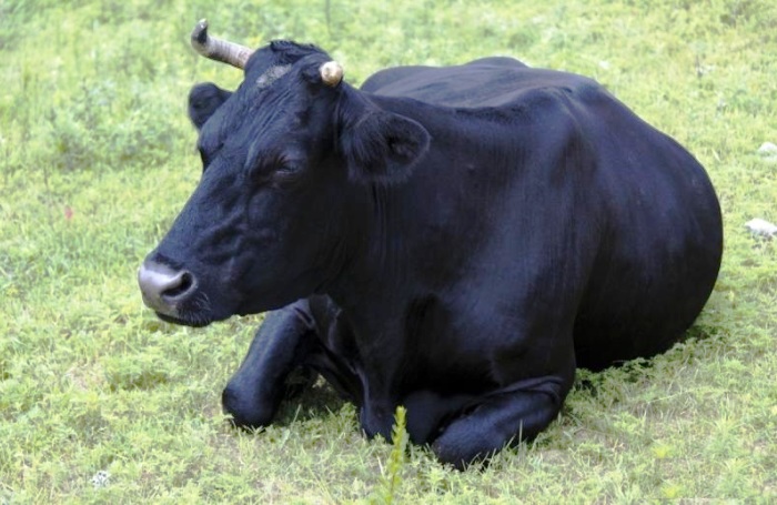 На юге Астраханской области сельчанин освежевал чужую корову и половину туши отдал сестре