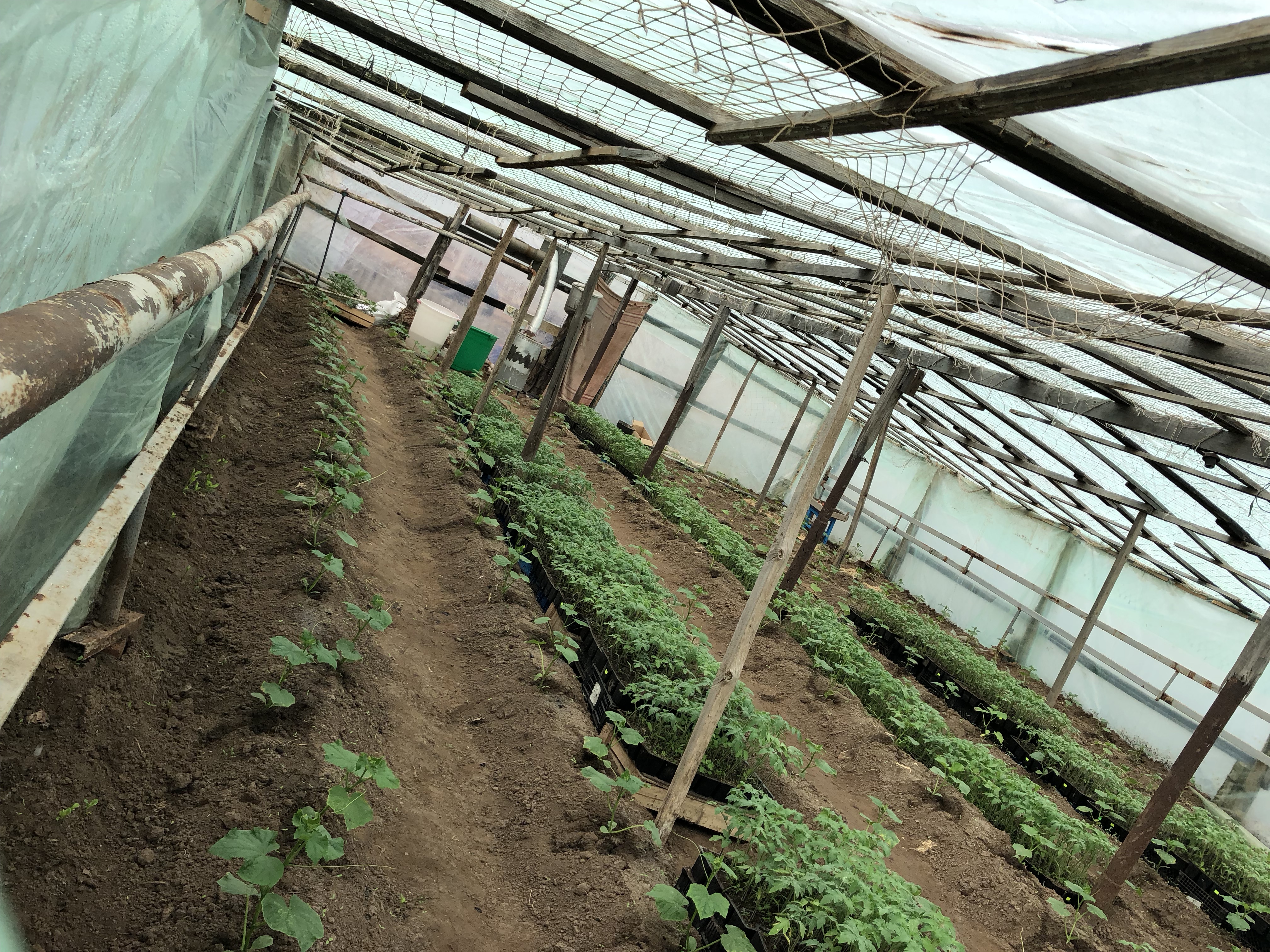 Теплицы в селе Заречном Астраханской области  незаконно отапливались газом