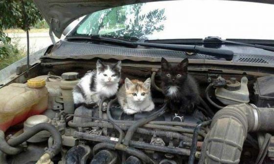 В Астрахани кошка три километра проехала в моторном отсеке авто