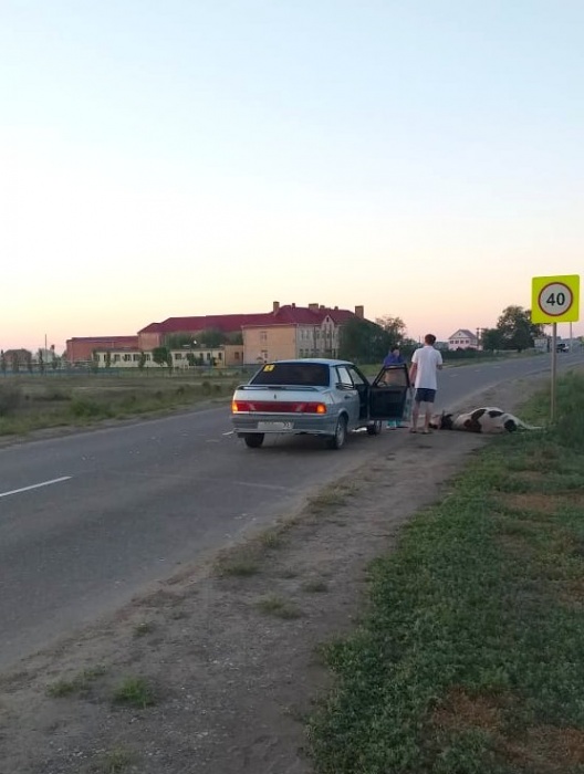 В ДТП корова испортила лицо астраханке