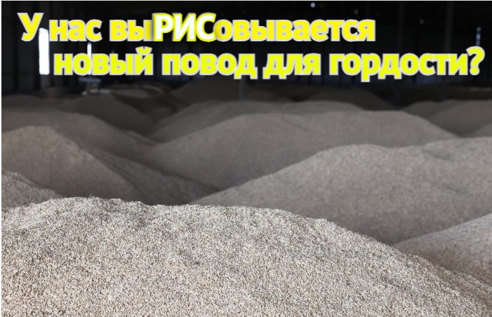 «Пятерку» - за «белое золото»: Астраханская область намеревается вернуть себе ведущее место в рисоводстве