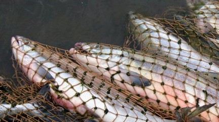 Двое работников астраханского рыбзавода пытались украсть с предприятия более 100 килограмм рыбы