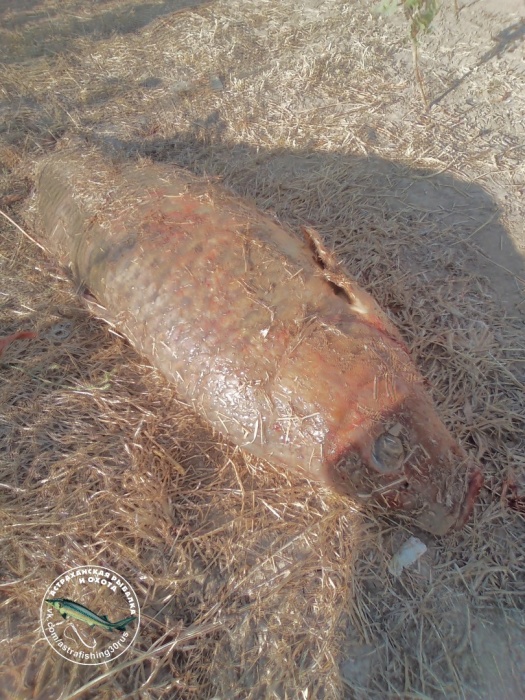 Астраханец поймал рыбу, от которой мурашки по коже