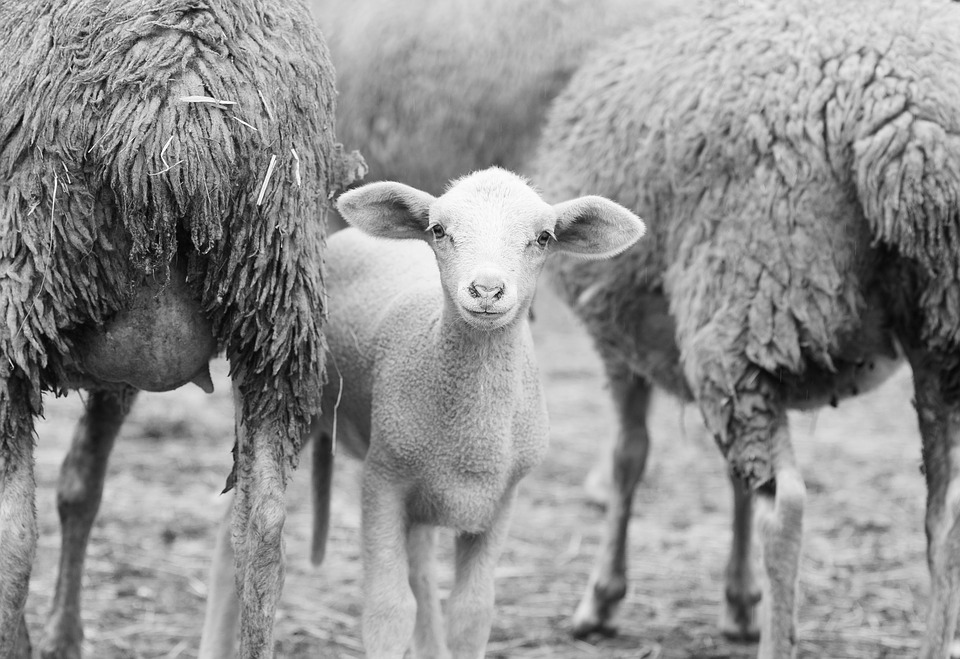 Российская выставка племенных овец пройдет в Астраханской области