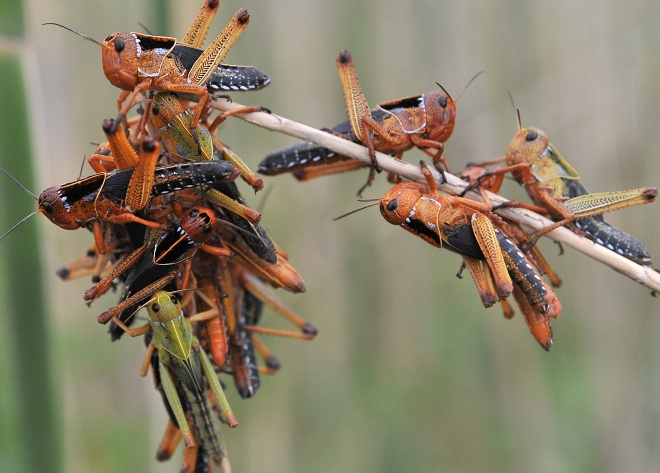 Из-за маловодья в Астраханской области расплодилась саранча, заражено 27 тыс га земли