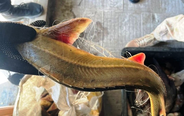 Астраханские пограничники нашли у двух ахтубинцев 53 осетровые тушки и почти килограмм черной икры